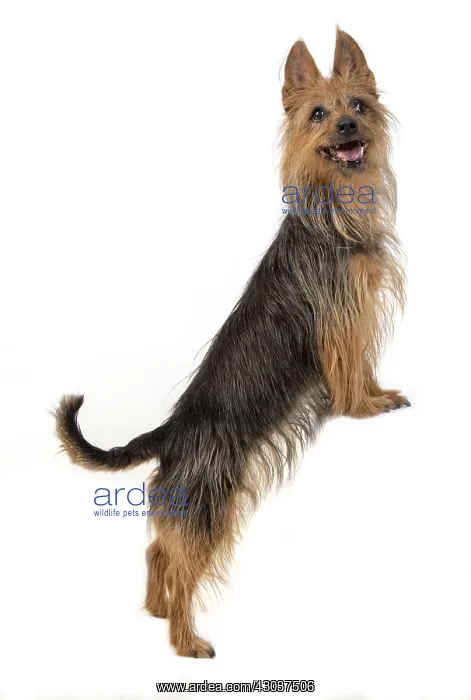 : DOG. Australian Terrier on white, studio : DOG. Australian Terrier on white, studio