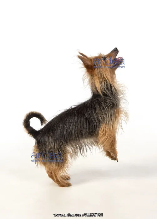 : DOG. Australian Terrier on white, studio : DOG. Australian Terrier on white, studio