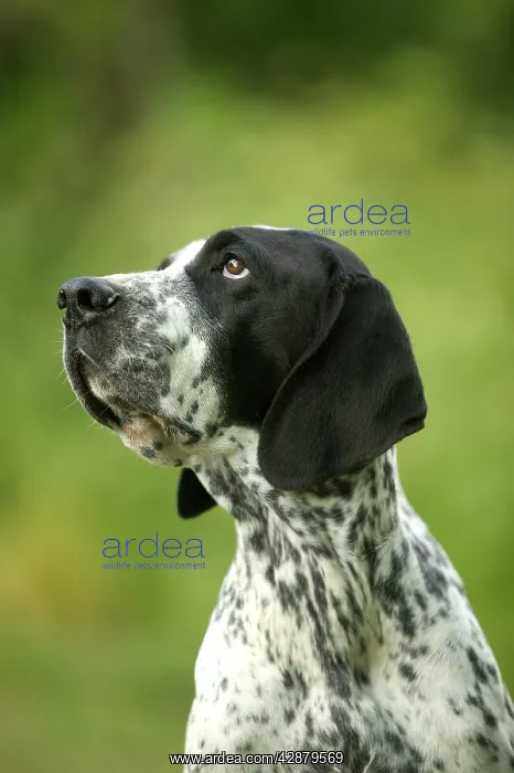 : Dog - Auvergne Pointer / Braque d'Auvergne : Dog - Auvergne Pointer / Braque d'Auvergne