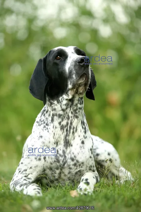 : Dog - Auvergne Pointer / Braque d'Auvergne : Dog - Auvergne Pointer / Braque d'Auvergne