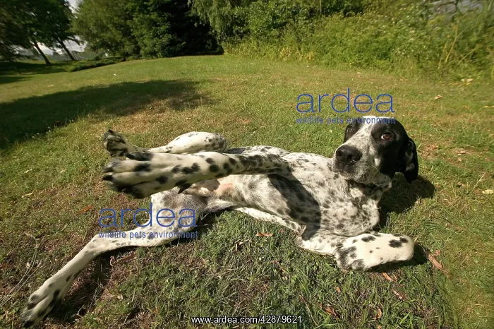 : Dog - Auvergne Pointer / Braque d'Auvergne lying : Dog - Auvergne Pointer / Braque d'Auvergne lying