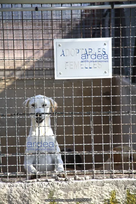 : Dog awaiting adoption in shelters SPA France : Dog awaiting adoption in shelters SPA France