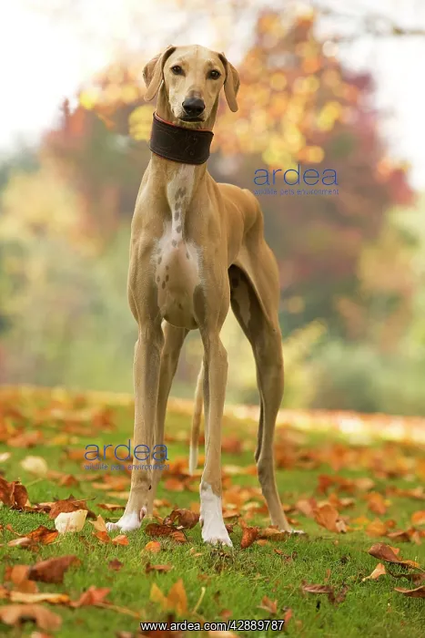  : Dog - Azawakh. Also known as Tuareg Sloughi