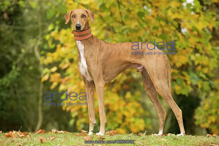  : Dog - Azawakh. Also known as Tuareg Sloughi