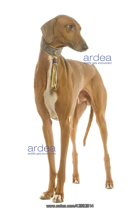  : Dog - Azawakh standing in studio