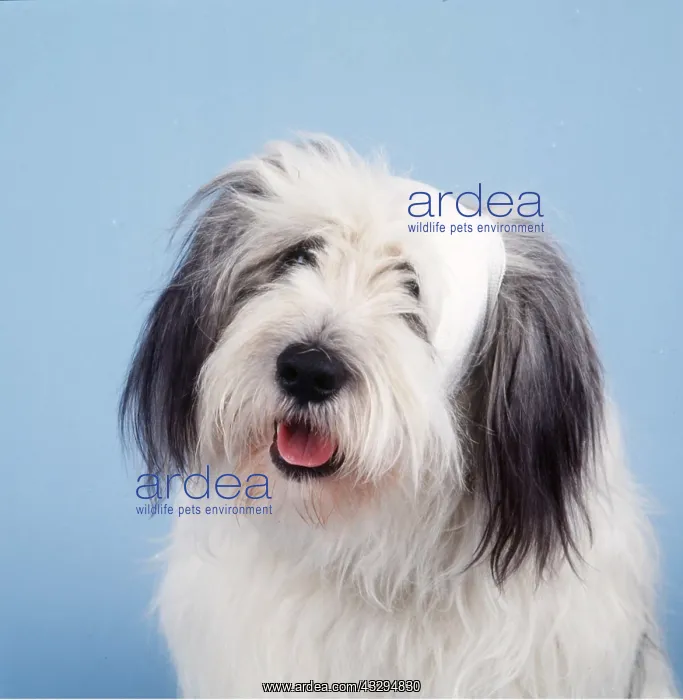 : DOG - with bandaged head : DOG - with bandaged head
