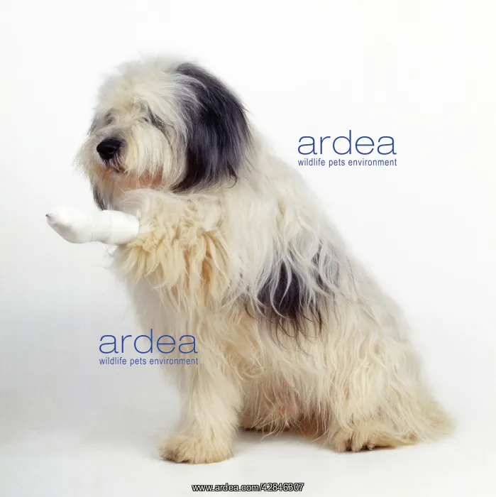 : DOG - with bandaged leg : DOG - with bandaged leg