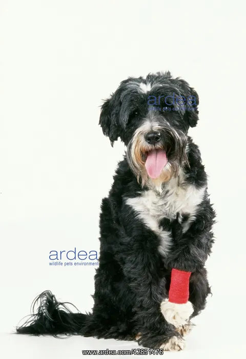 : Dog - With bandaged leg : Dog - With bandaged leg