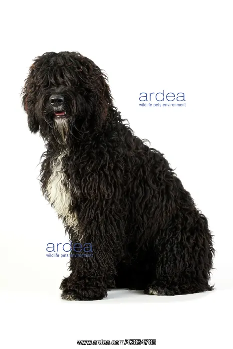 : Dog. Barbet : Dog. Barbet
