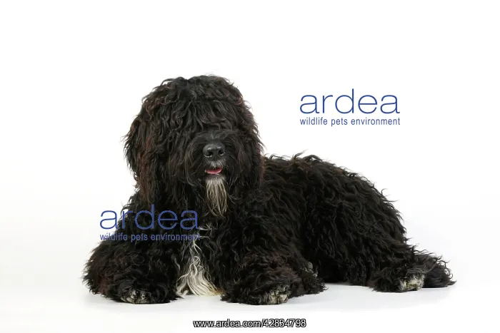 : Dog. Barbet : Dog. Barbet