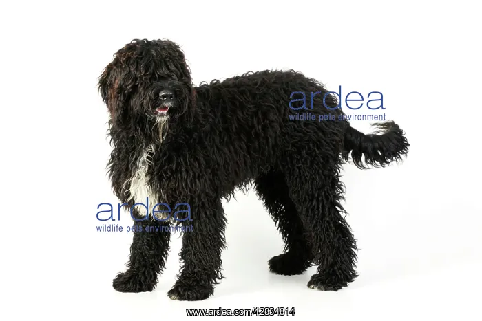 : Dog. Barbet : Dog. Barbet