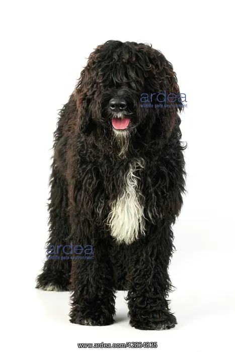: Dog. Barbet : Dog. Barbet