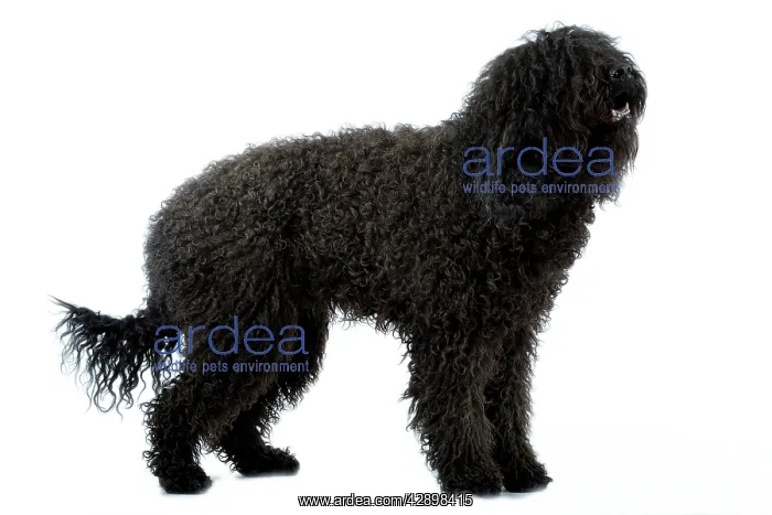 : Dog - Barbet : Dog - Barbet