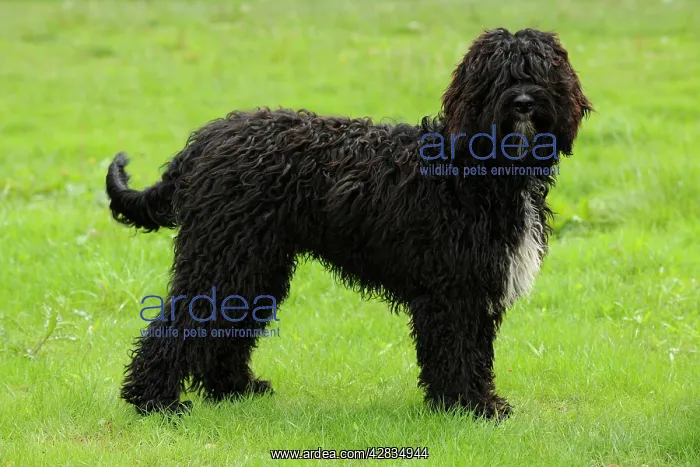 : Dog. Barbet in field : Dog. Barbet in field
