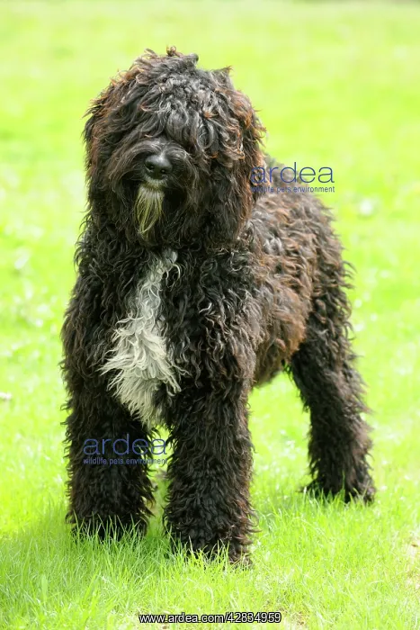 : Dog. Barbet in field : Dog. Barbet in field