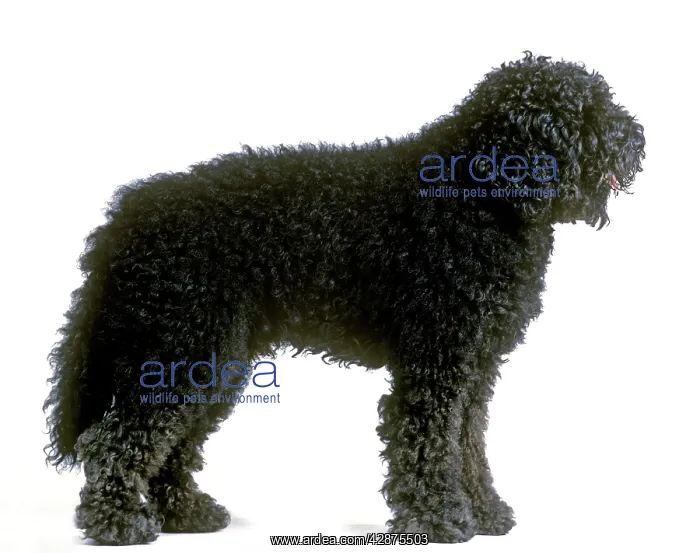  : Dog - Barbet. Also known as Griffon d'Arret a Poil Laineux