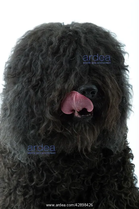  : Dog - Barbet - licking lips