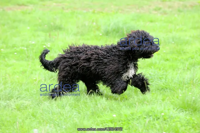 : Dog. Barbet running in field : Dog. Barbet running in field