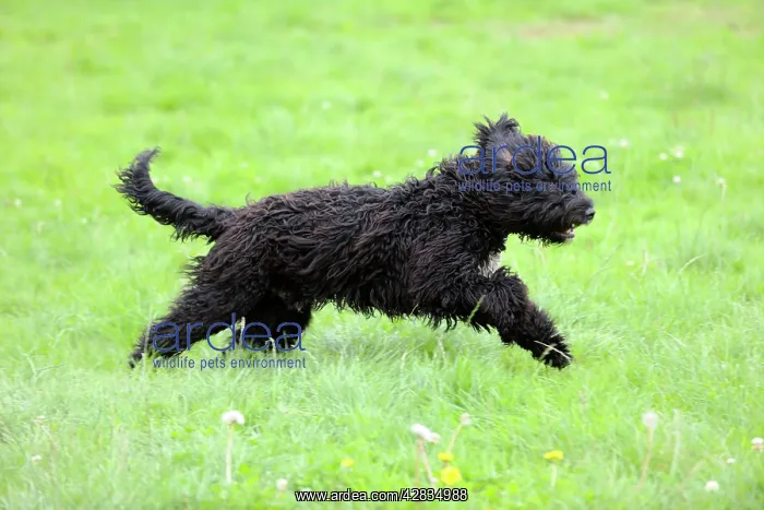 : Dog. Barbet running in field : Dog. Barbet running in field