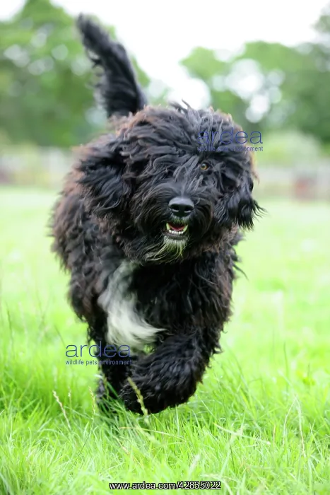 : Dog. Barbet running in field : Dog. Barbet running in field