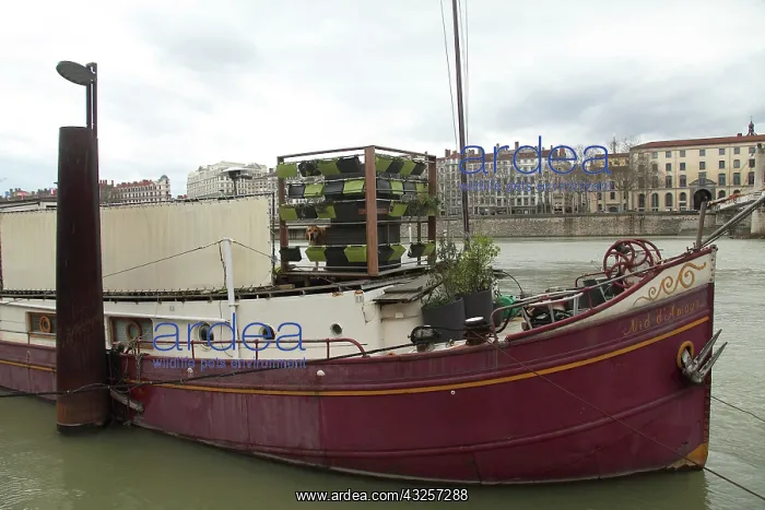 : Dog on a barge docked - Lyon France : Dog on a barge docked - Lyon France