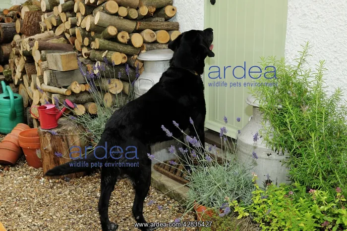 : Dog barking at door : Dog barking at door