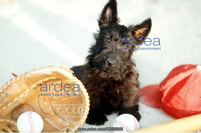 : DOG - with baseballs and baseball kit : DOG - with baseballs and baseball kit