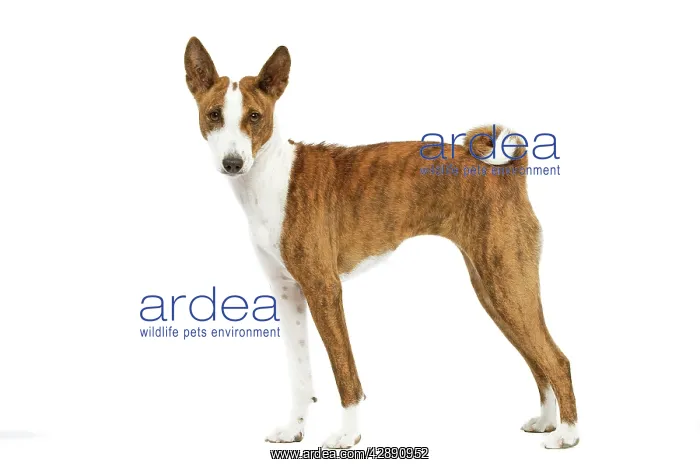  : Dog - Basenji