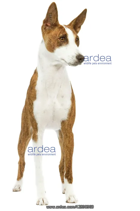  : Dog - Basenji