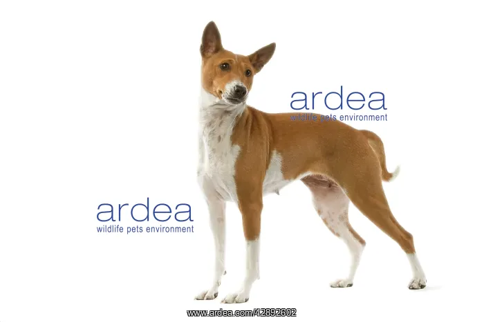  : Dog - Basenji