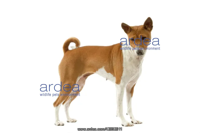 : Dog - Basenji : Dog - Basenji
