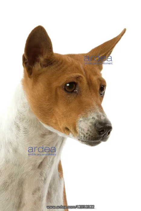  : Dog - Basenji
