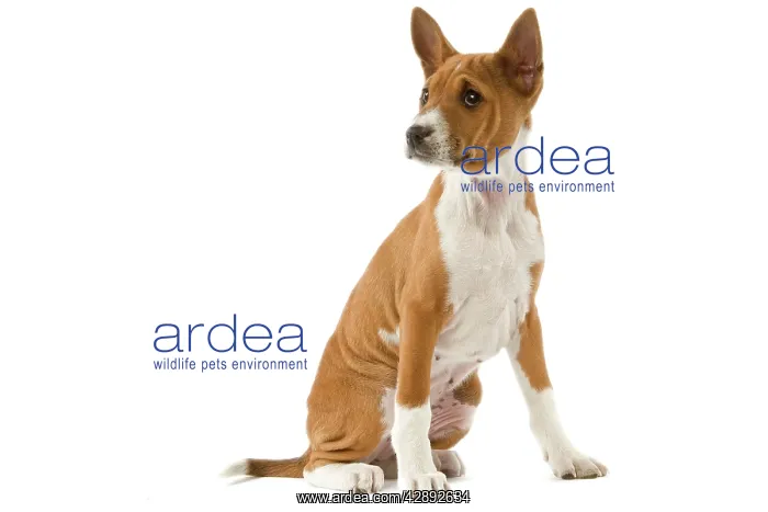  : Dog - Basenji