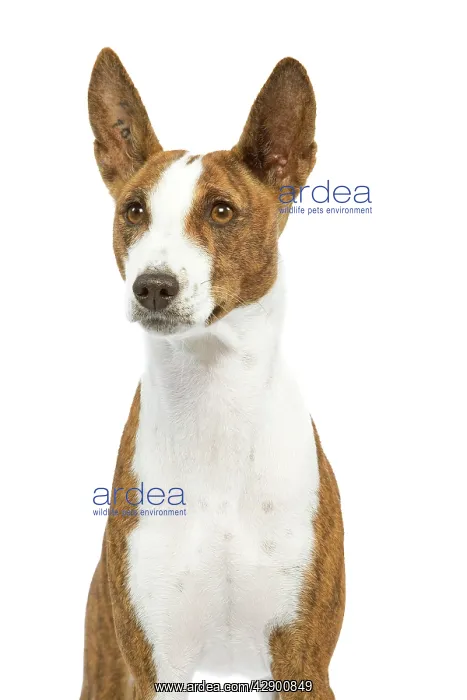  : Dog - Basenji