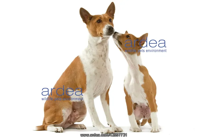  : Dog - Basenji
