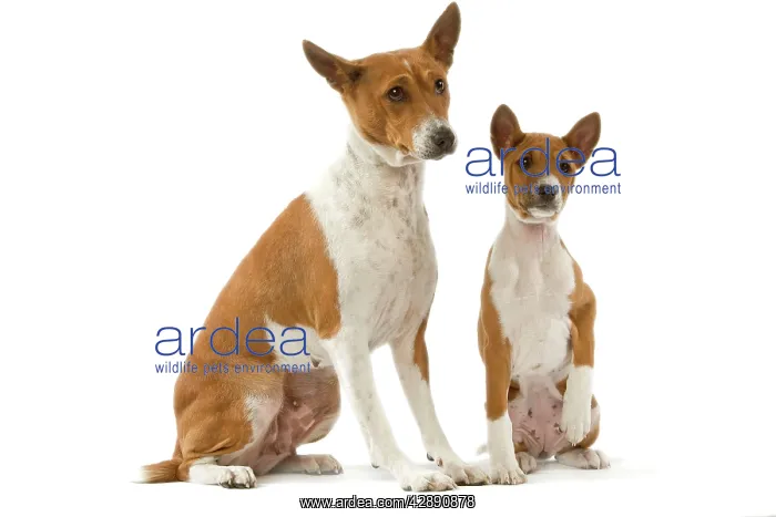  : Dog - Basenji - adult and puppy