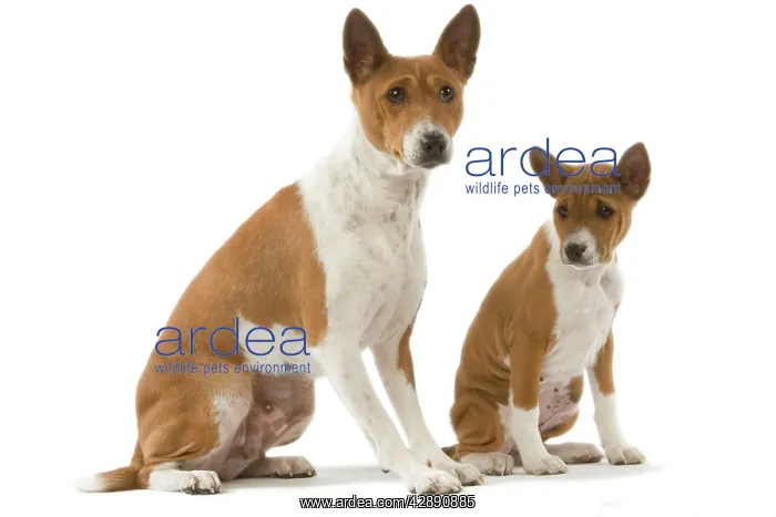  : Dog - Basenji - adult and puppy