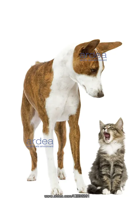  : Dog - Basenji in studio with cat