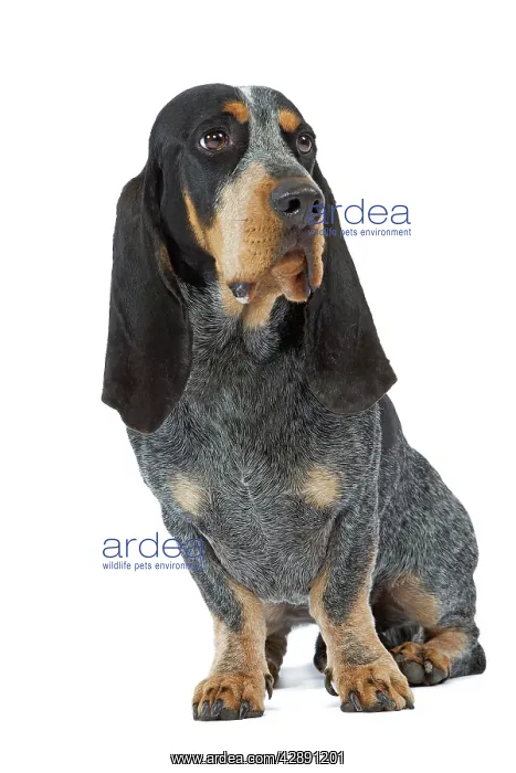 : Dog - Basset Blue De Gascogne. Also know as Blue : Dog - Basset Blue De Gascogne. Also know as Blue