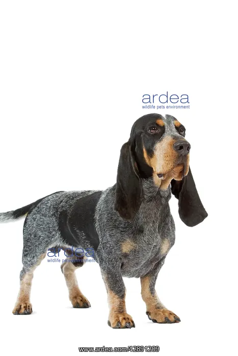 : Dog - Basset Blue De Gascogne. Also know as Blue : Dog - Basset Blue De Gascogne. Also know as Blue