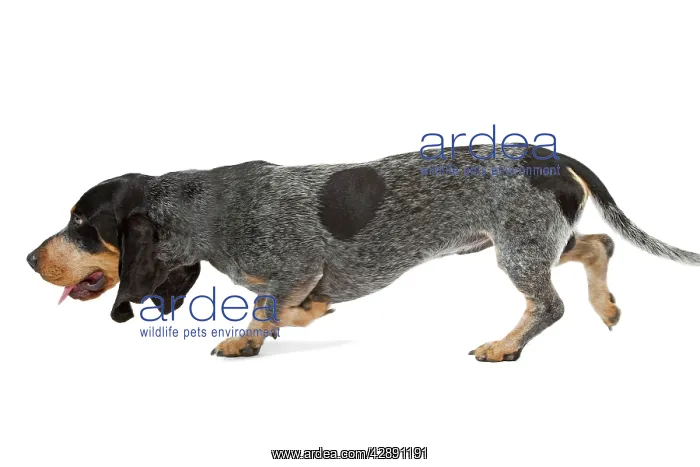 : Dog - Basset Blue De Gascogne. Also known as Blue : Dog - Basset Blue De Gascogne. Also known as Blue