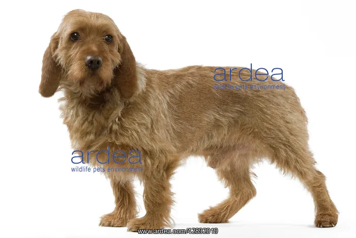 : Dog - Basset Fauve de Bretagne : Dog - Basset Fauve de Bretagne