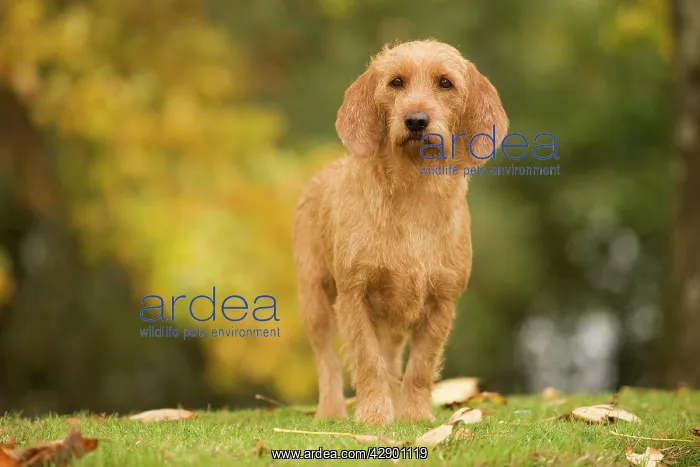 : Dog - Basset Fauve de Bretagne : Dog - Basset Fauve de Bretagne