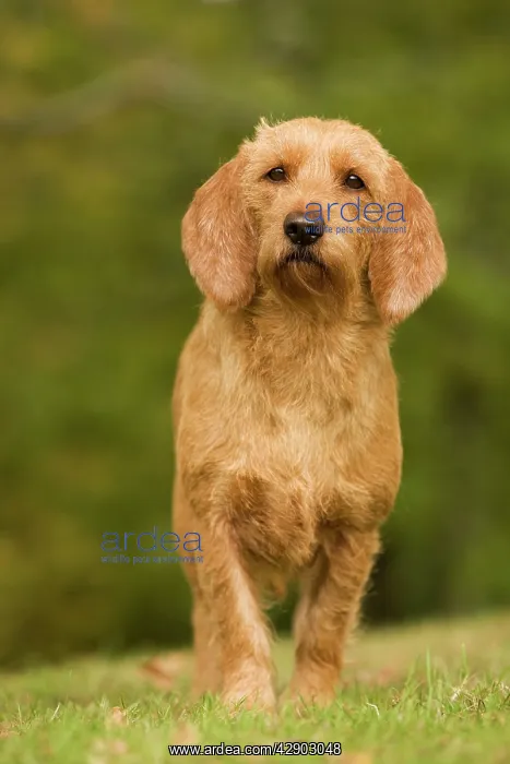 : Dog - Basset Fauve de Bretagne : Dog - Basset Fauve de Bretagne