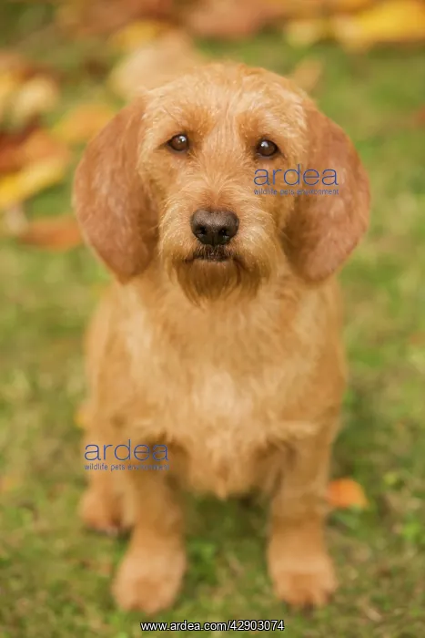 : Dog - Basset Fauve de Bretagne : Dog - Basset Fauve de Bretagne