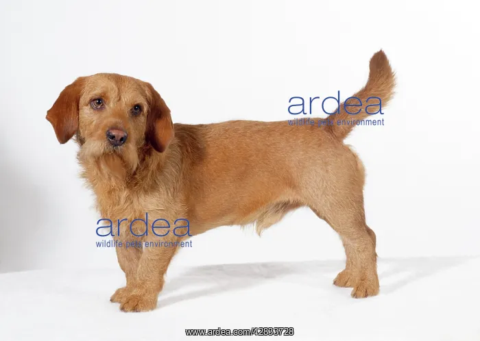 : DOG - Basset Fauve de Bretagne, standing, studio shot : DOG - Basset Fauve de Bretagne, standing, studio shot