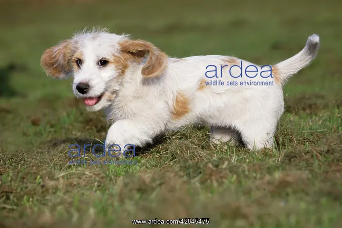 : Dog - Basset Griffon vendA en - puppy : Dog - Basset Griffon vendA en - puppy