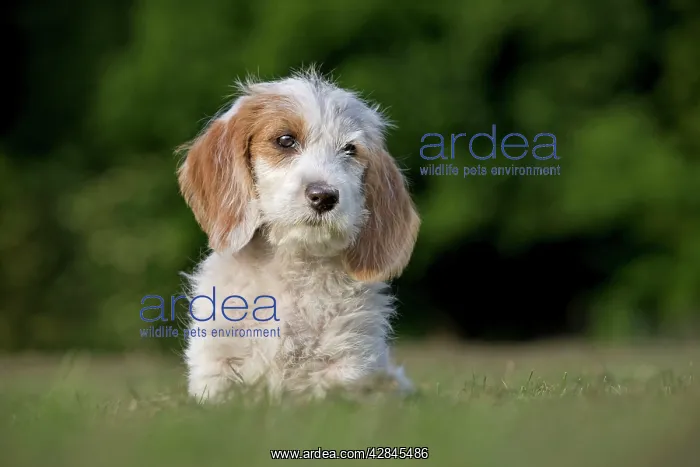 : Dog - Basset Griffon vendA en - puppy : Dog - Basset Griffon vendA en - puppy