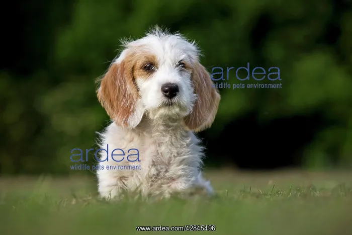 : Dog - Basset Griffon vendA en - puppy : Dog - Basset Griffon vendA en - puppy