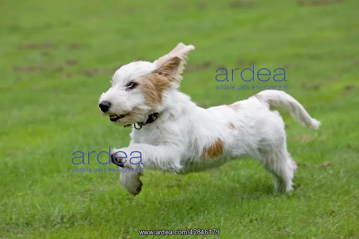  : Dog - Basset Griffon Vendeen - young dog running
